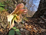 34 Festa di fiori sui sentieri al Monte Zucco - Helleborus niger (Elleboro-Rosa di Natale)